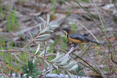 Acanthorhynchus tenuirostris
