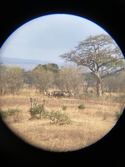 Connochaetes taurinus albojubatus