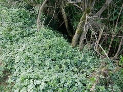 Lamium galeobdolon argentatum
