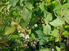 Rubus caesius