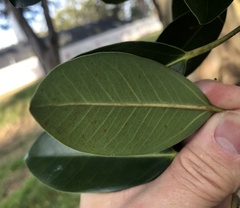 Ficus microcarpa
