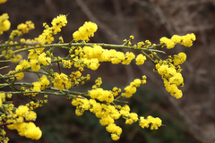 Acacia spinescens