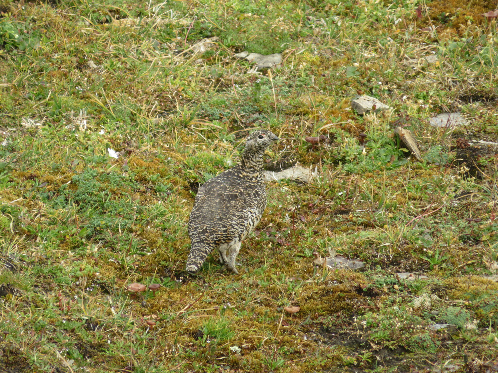 Rock Ptarmigan
