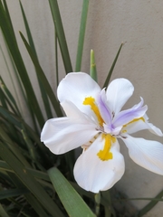 Dietes grandiflora