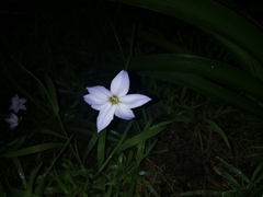 Ipheion uniflorum