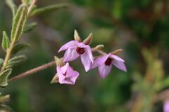 Thomasia petalocalyx
