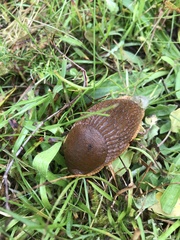 Arion rufus
