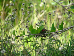 Erythrura pealii