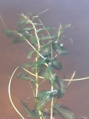 Potamogeton × nitens