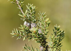 Leptospermum lanigerum