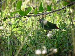 Erythrura pealii