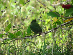 Erythrura pealii