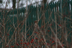 Bombycilla garrulus