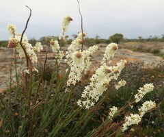 Stackhousia monogyna