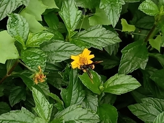 Polistes sagittarius