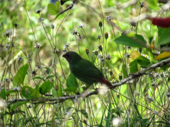 Erythrura pealii