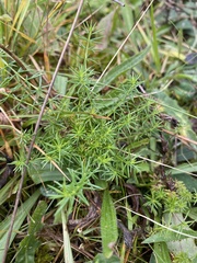 Galium verum