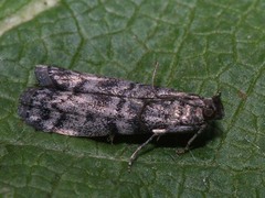 Dioryctria simplicella