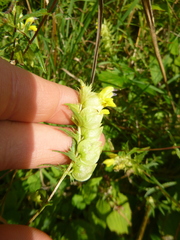 Rhinanthus glacialis