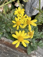 Senecio squalidus