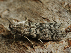 Dioryctria simplicella