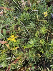 Rhynchosia ferulifolia