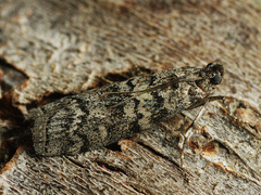 Dioryctria simplicella