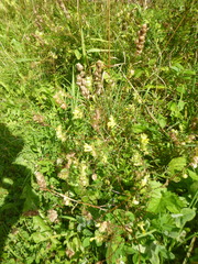 Rhinanthus glacialis