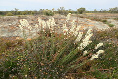 Stackhousia monogyna