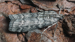 Dioryctria simplicella