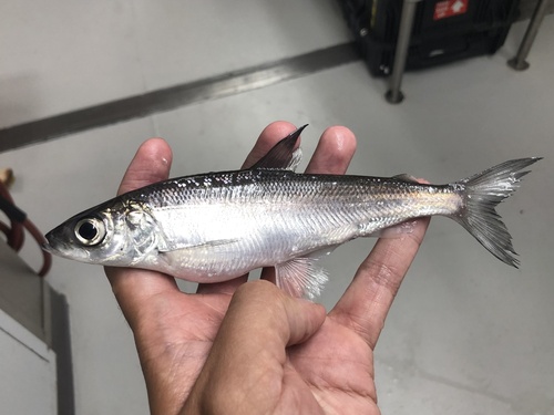 Kiyi (Coregonus kiyi) — Salmonidae