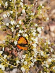 Chrysoritis chrysaor