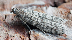 Dioryctria simplicella