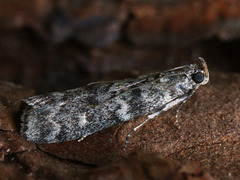 Dioryctria simplicella