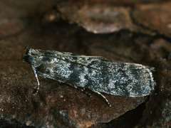 Dioryctria simplicella