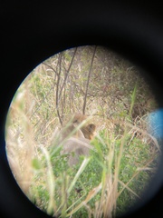 Panthera leo melanochaita