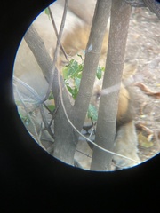 Panthera leo melanochaita