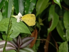 Eurema hecabe