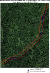 Erythronium sibiricum