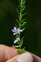 Lythrum alatum lanceolatum