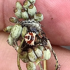 Carpocoris