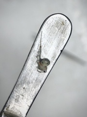 Bythotrephes longimanus