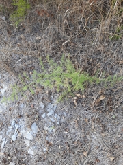 Asparagus verticillatus