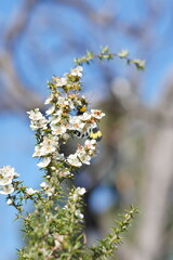 Leptospermum continentale