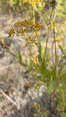 Bupleurum