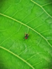 Lonchaea
