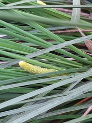 Xanthorrhoea minor lutea