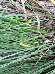 Xanthorrhoea minor lutea