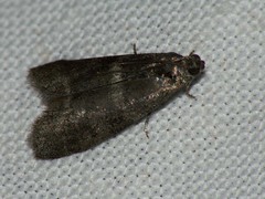 Eccopisa effractella