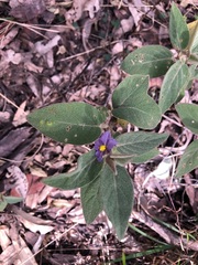 Solanum nemophilum